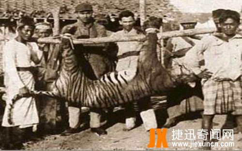爪哇虎(Javan Tiger),被滥杀濒临灭绝