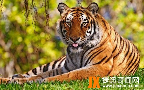 爪哇虎(Javan Tiger),濒临灭绝又再一次被发现（待考证）