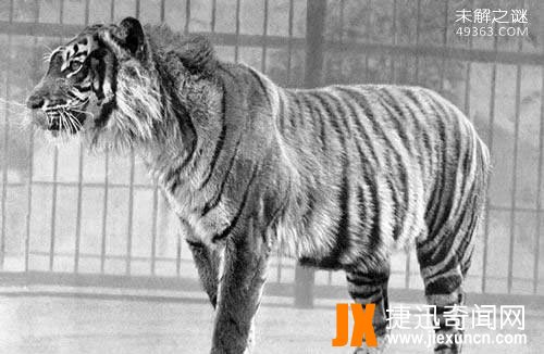 爪哇虎(Javan Tiger),濒临灭绝又再一次被发现（待考证）