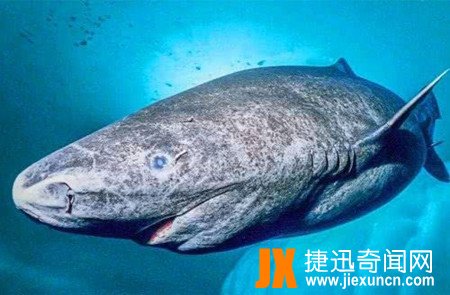 格陵兰睡鲨