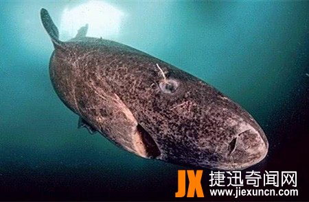 格陵兰睡鲨