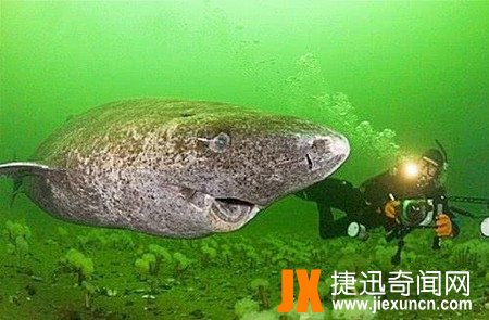 格陵兰睡鲨