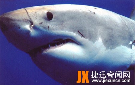 乌翅真鲨