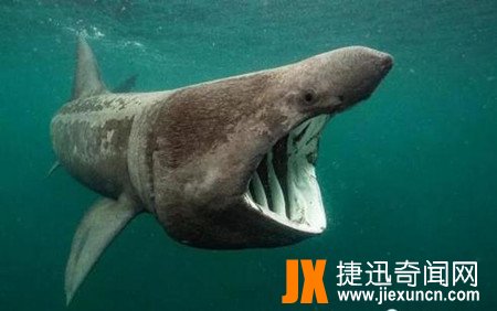 姥鲨
