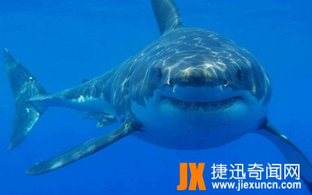 鼠鲨