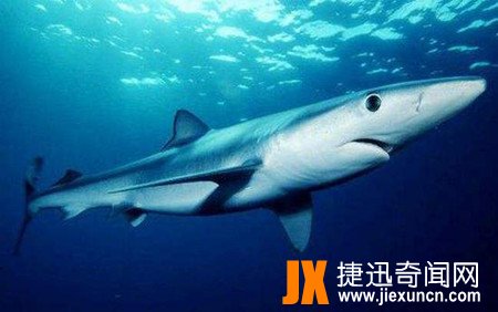 大青鲨