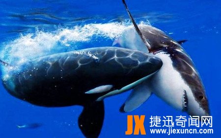 虎鲨