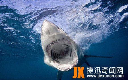 大白鲨