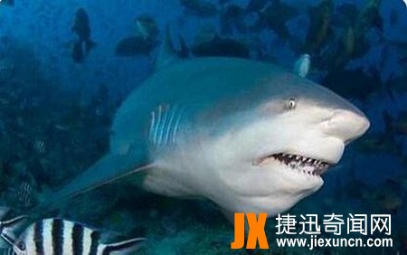 公牛鲨