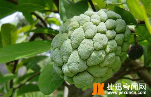 释迦果