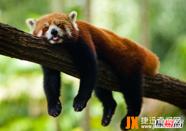 小熊猫是大熊猫生的吗?小熊猫的十大特点和生活特征
