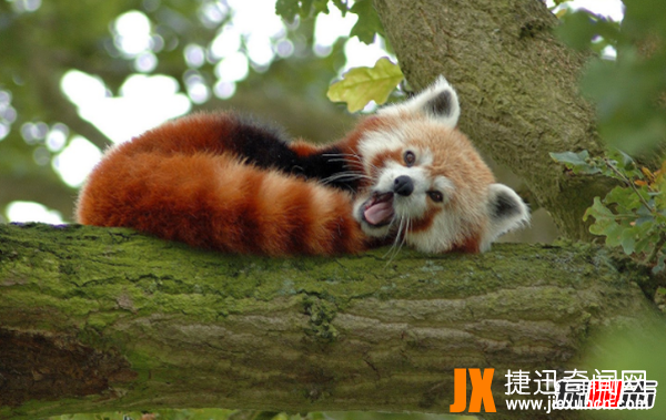 小熊猫是大熊猫生的吗?小熊猫的十大特点和生活特征