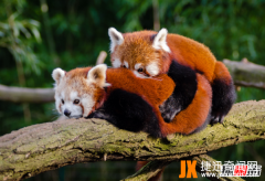 熊猫的特点和生活特征,小