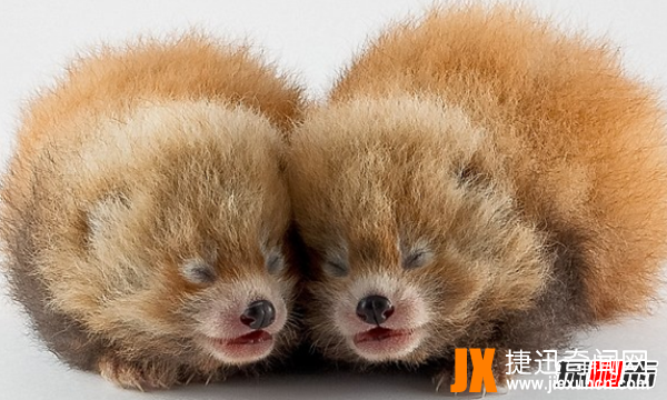 小熊猫是大熊猫生的吗?小熊猫的十大特点和生活特征