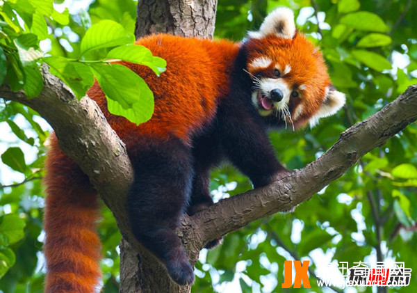 小熊猫是大熊猫生的吗?小熊猫的十大特点和生活特征