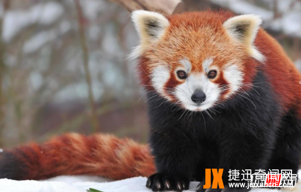 小熊猫是大熊猫生的吗?小熊猫的十大特点和生活特征