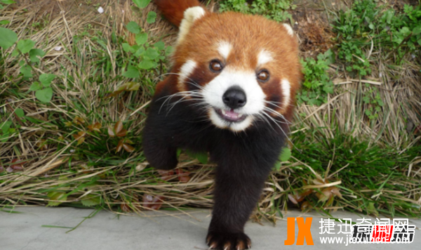 小熊猫是大熊猫生的吗?小熊猫的十大特点和生活特征