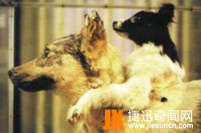 苏联十大恐怖实验,一个月不睡/狗头分离(简直丧心病狂)