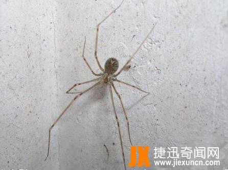 幽灵蛛，家里最常见的有益蜘蛛(毒性极弱)