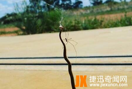 幽灵蛛，家里最常见的有益蜘蛛(毒性极弱)