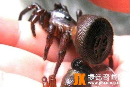 幽灵蛛，家里最常见的有益蜘蛛(毒性极弱)