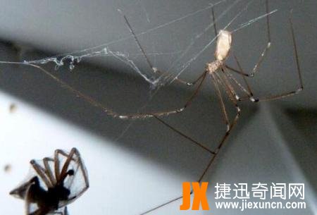 幽灵蛛，家里最常见的有益蜘蛛(毒性极弱)