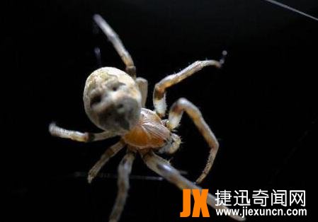 幽灵蛛,家里最常见的有益