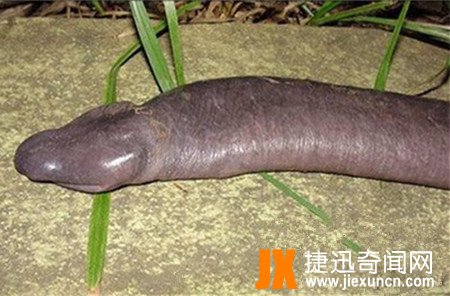 世界上长相最奇特的蛇，巴西盲蛇(外形酷似男人的小丁丁)