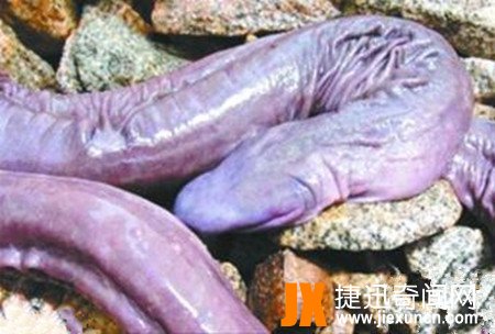 世界上长相最奇特的蛇，巴西盲蛇(外形酷似男人的小丁丁)