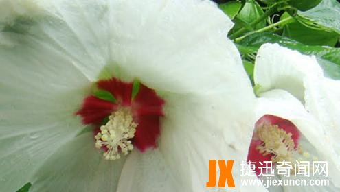 扶桑树是什么树?关于神话扶桑树的传说