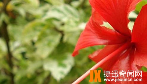 扶桑树是什么树?关于神话扶桑树的传说
