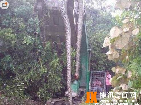 广西桂平挖蛇事件,16米长的大蛇被挖出经过