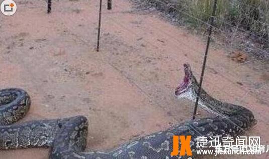 广西桂平挖蛇事件,16米长的大蛇被挖出经过