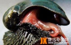 世界上最硬的动物,鳞角腹