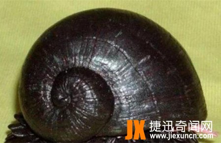 世界上最硬的动物,鳞角腹足蜗牛是唯一一种由金属构成的动物