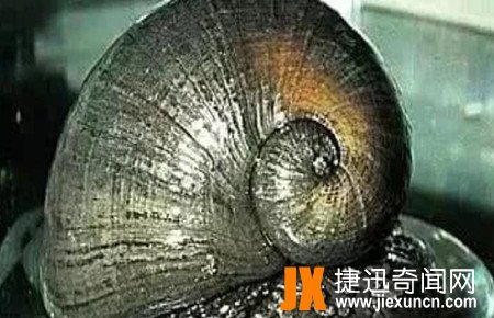 世界上最硬的动物,鳞角腹足蜗牛是唯一一种由金属构成的动物