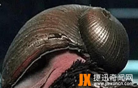 世界上最硬的动物,鳞角腹足蜗牛是唯一一种由金属构成的动物