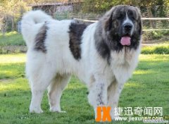 世界十大巨型犬排名情况