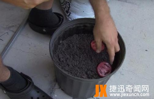 男子把西红柿片放盆中,神奇了（图）