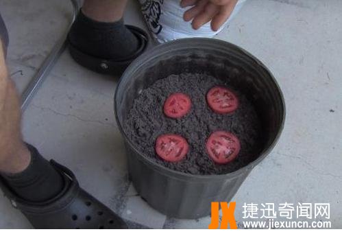 男子把西红柿片放盆中,神奇了（图）