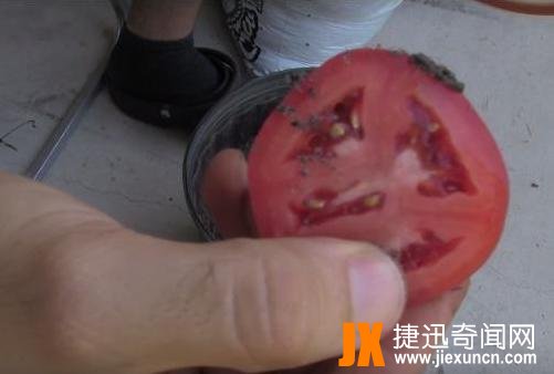 男子把西红柿片放盆中,神奇了（图）
