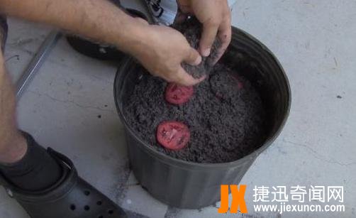 男子把西红柿片放盆中,神奇了（图）