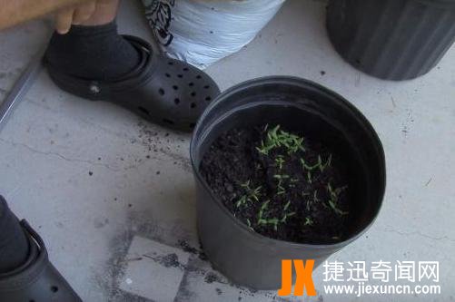 男子把西红柿片放盆中,神奇了（图）