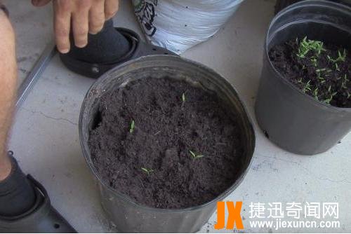 男子把西红柿片放盆中,神奇了（图）