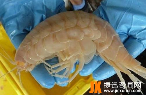 日本渔民深海打捞出这个巨型动物，让人感觉浑身不舒服