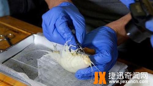 日本渔民深海打捞出这个巨型动物，让人感觉浑身不舒服