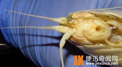日本渔民深海打捞出这个巨型动物，让人感觉浑身不舒服
