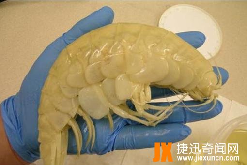 日本渔民深海打捞出这个巨型动物，让人感觉浑身不舒服