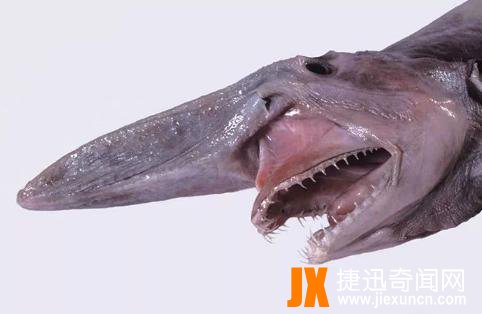 深海异形哥布林鲨