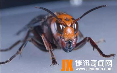 【恐怖虫】世界上最恐怖虫的五种虫子，分分钟致命！